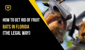 How to Get Rid of Fruit Bats in Florida (The Legal Way)