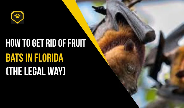 How to Get Rid of Fruit Bats in Florida (The Legal Way)