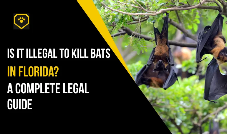 Is It Illegal to Kill Bats in Florida? A Complete Legal Guide