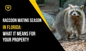 Raccoon Mating Season in Florida: What It Means for Your Property