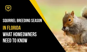 Squirrel Breeding Season in Florida: What You Need to Know