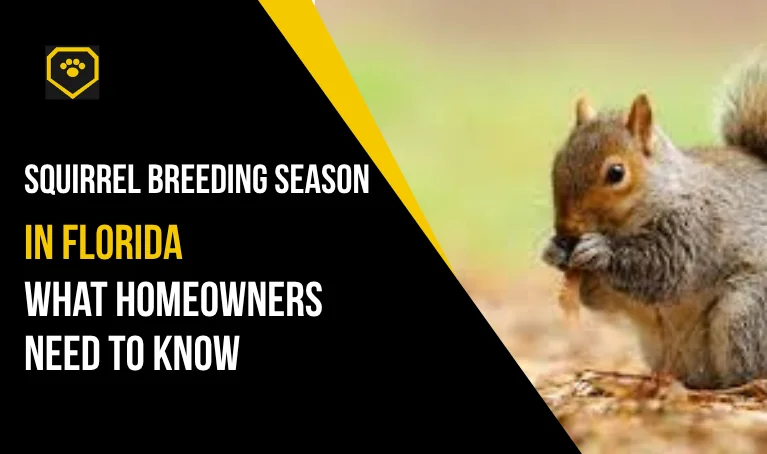 Squirrel Breeding Season in Florida: What You Need to Know